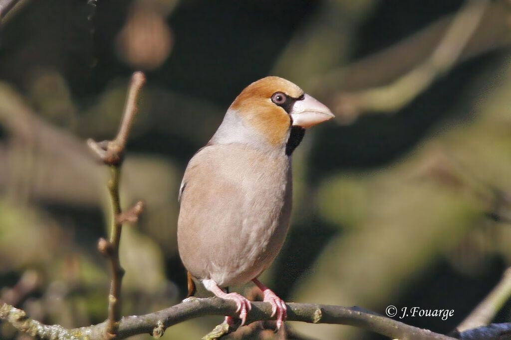 Hawfinch male