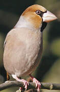 Hawfinch