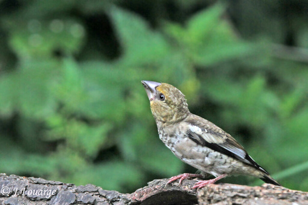 Grosbec casse-noyaux femelle juvénile, identification