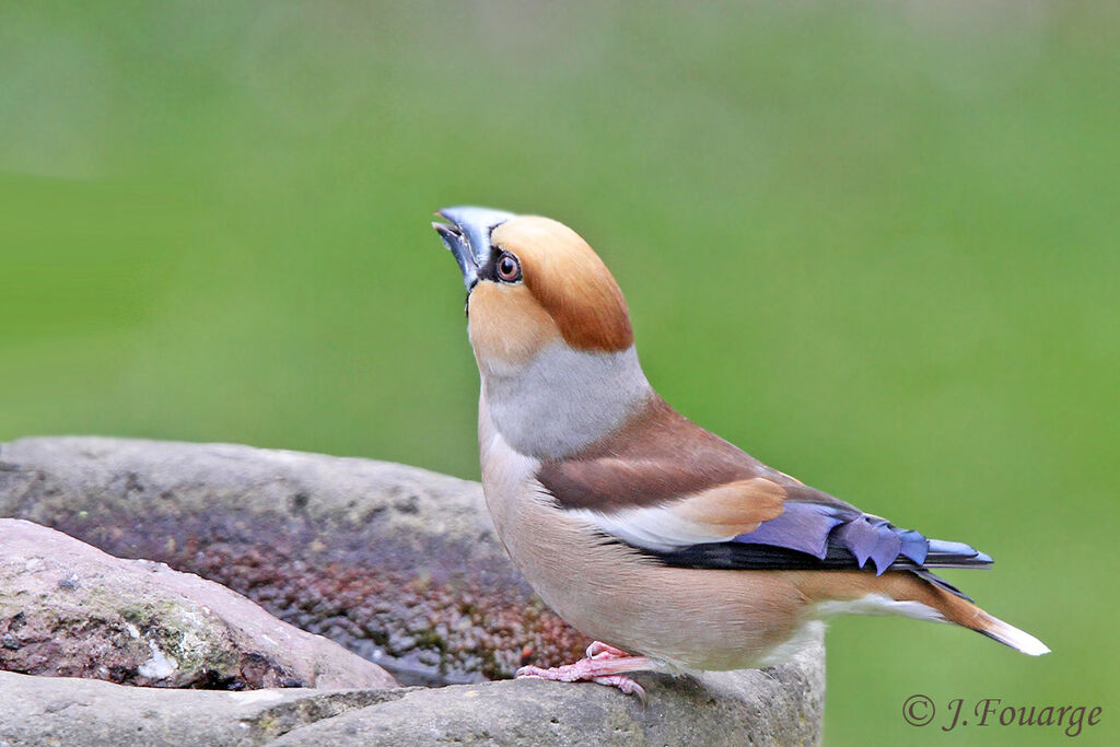 Grosbec casse-noyaux mâle adulte, identification, Comportement