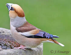 Hawfinch