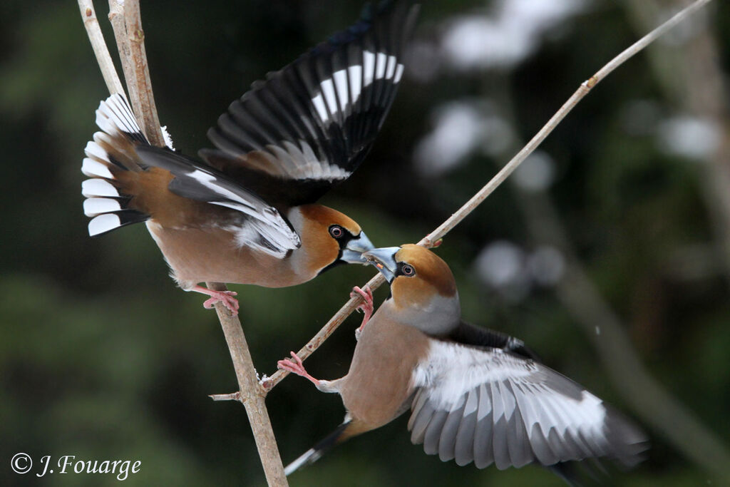 Hawfinch male adult, identification, Behaviour