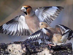 Hawfinch