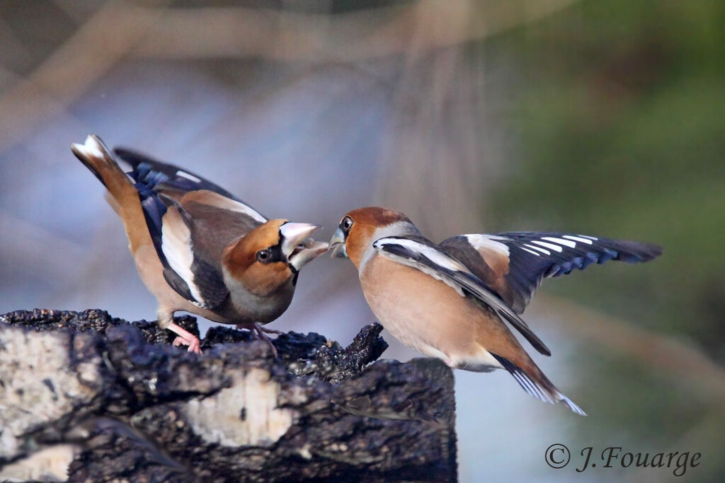 Hawfinch male, Behaviour