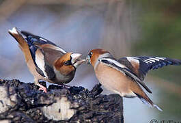 Hawfinch