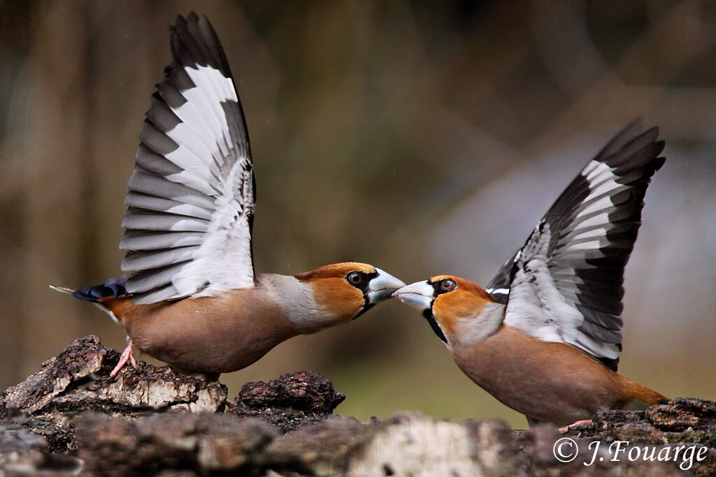 Hawfinch male, Behaviour