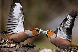 Hawfinch