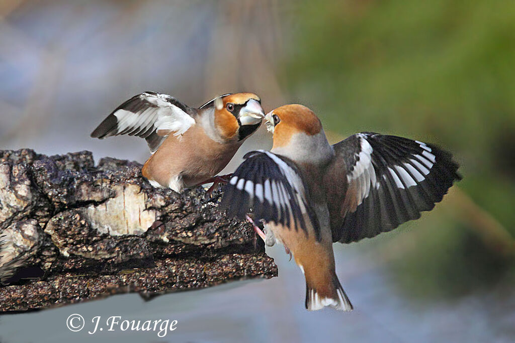 Hawfinch male, Behaviour