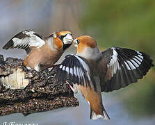 Hawfinch