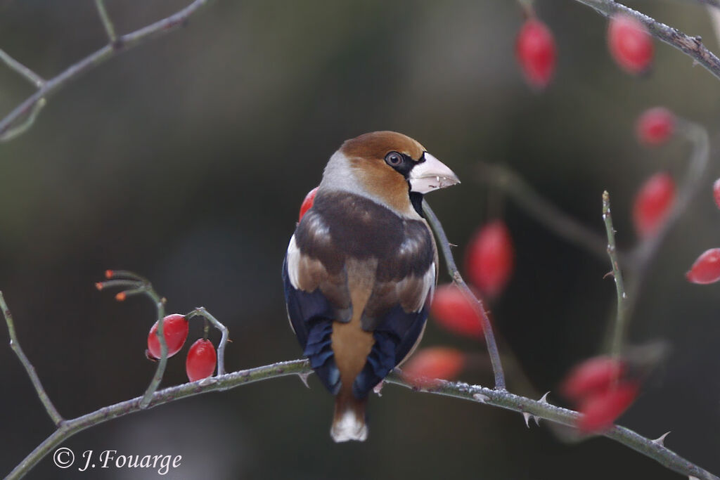 Hawfinch male