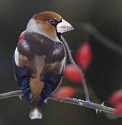 Hawfinch