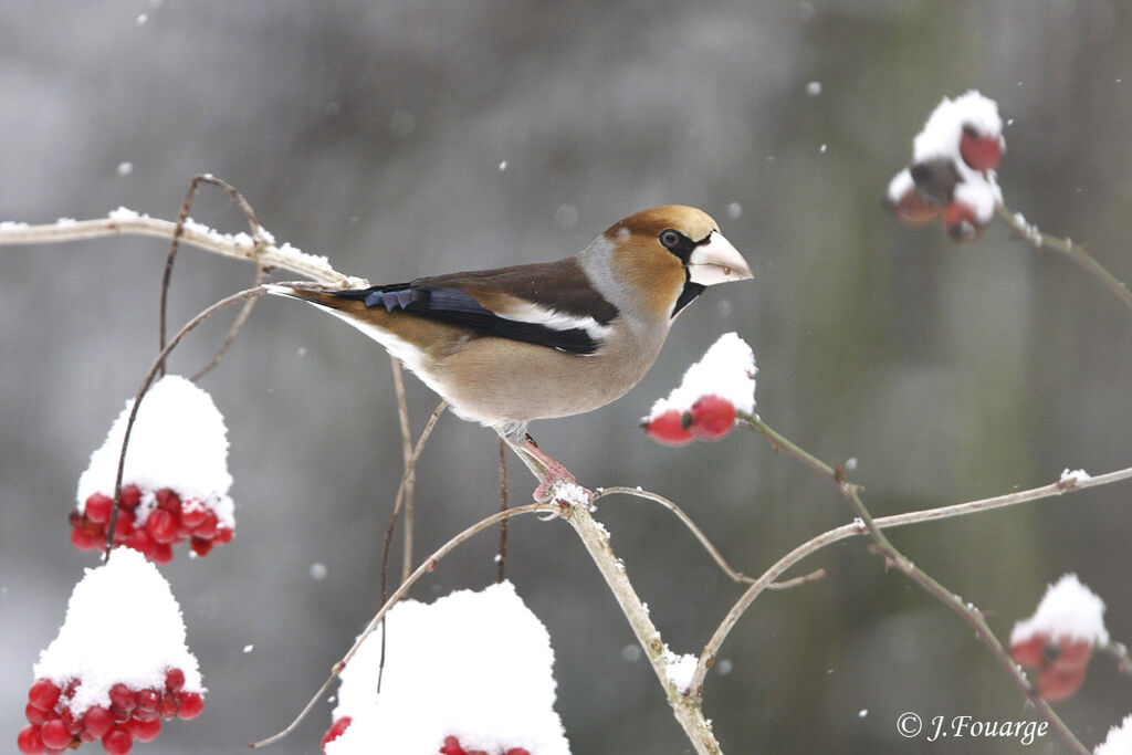 Hawfinch male