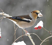 Hawfinch