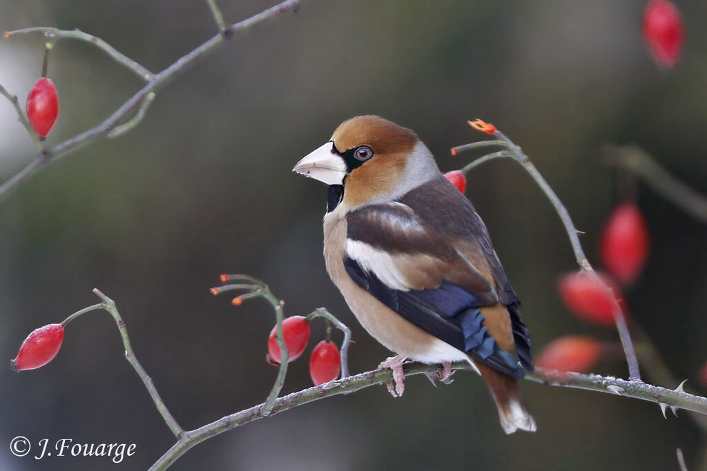 Grosbec casse-noyaux mâle, identification