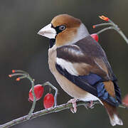 Hawfinch