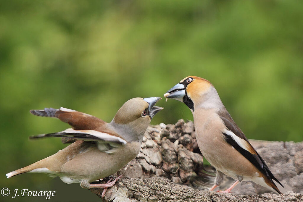 Hawfinch 