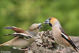 Hawfinch