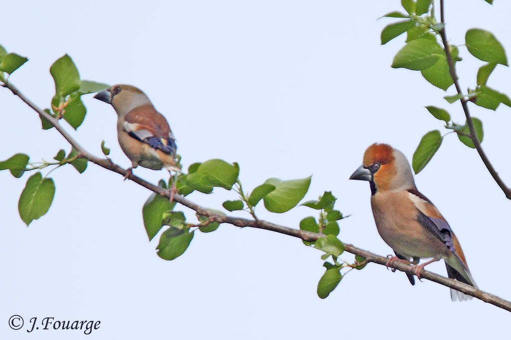 Hawfinch 