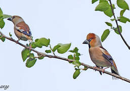 Hawfinch