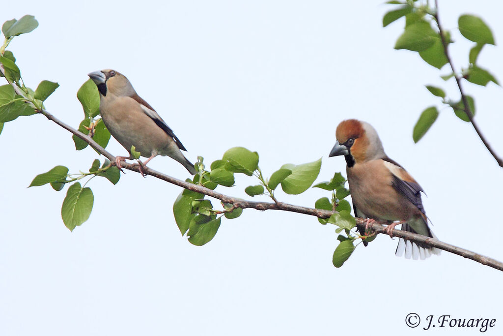 Hawfinch 