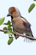 Hawfinch