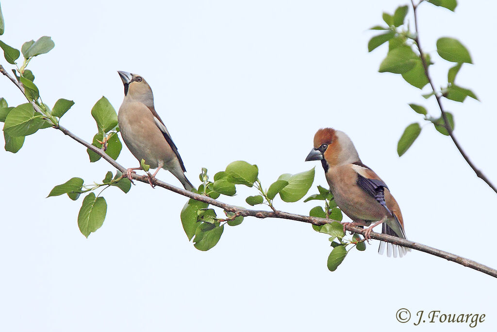 Hawfinch 