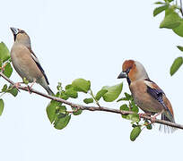 Hawfinch