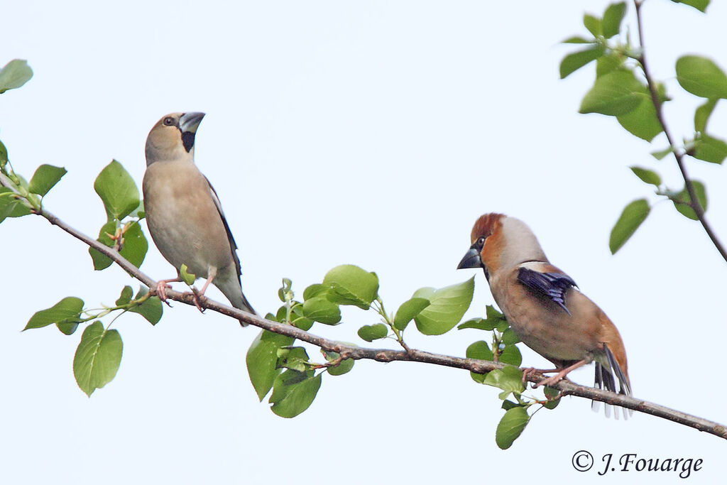 Hawfinch 