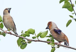 Hawfinch