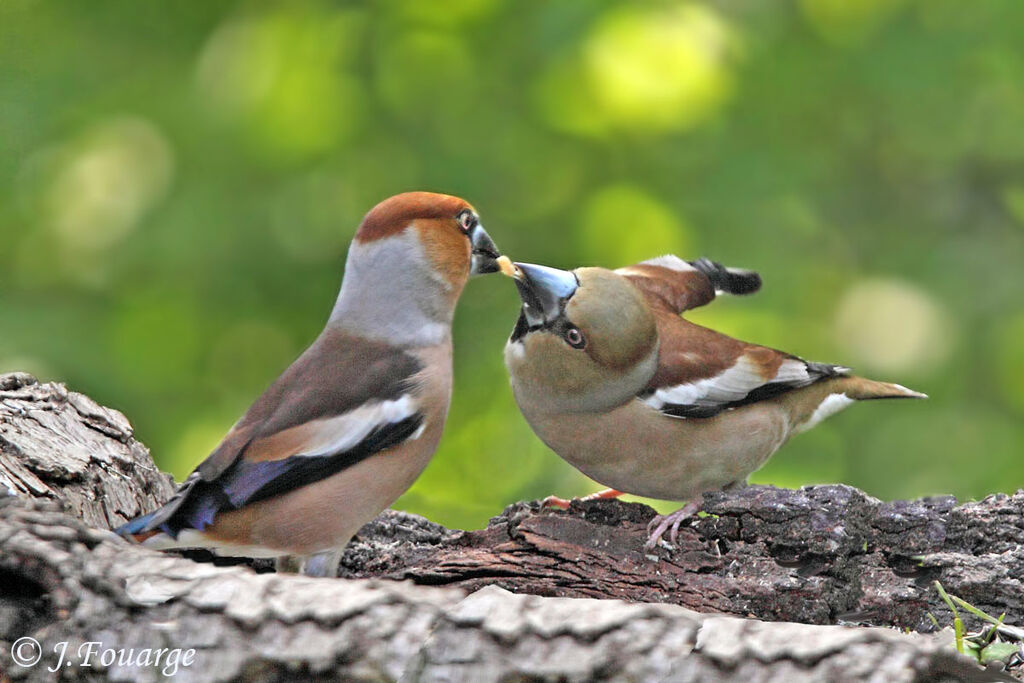 Hawfinch , Behaviour