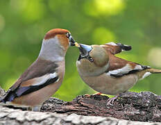 Hawfinch