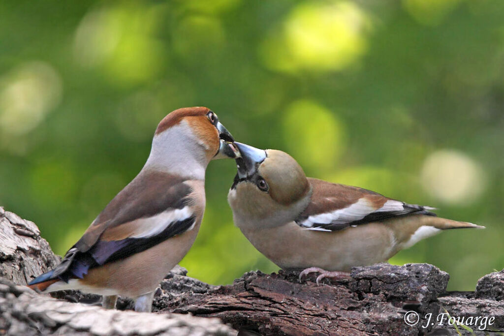 Hawfinch adult, Behaviour