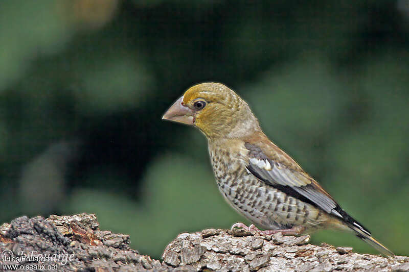 Hawfinch female juvenile, identification