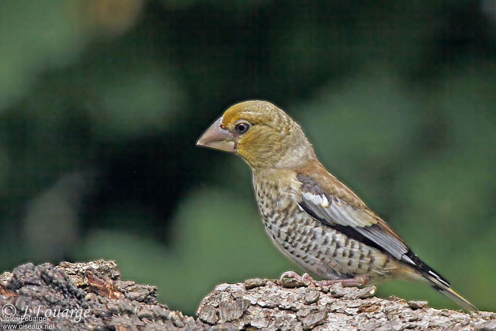 Grosbec casse-noyaux femelle juvénile, identification