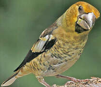 Hawfinch