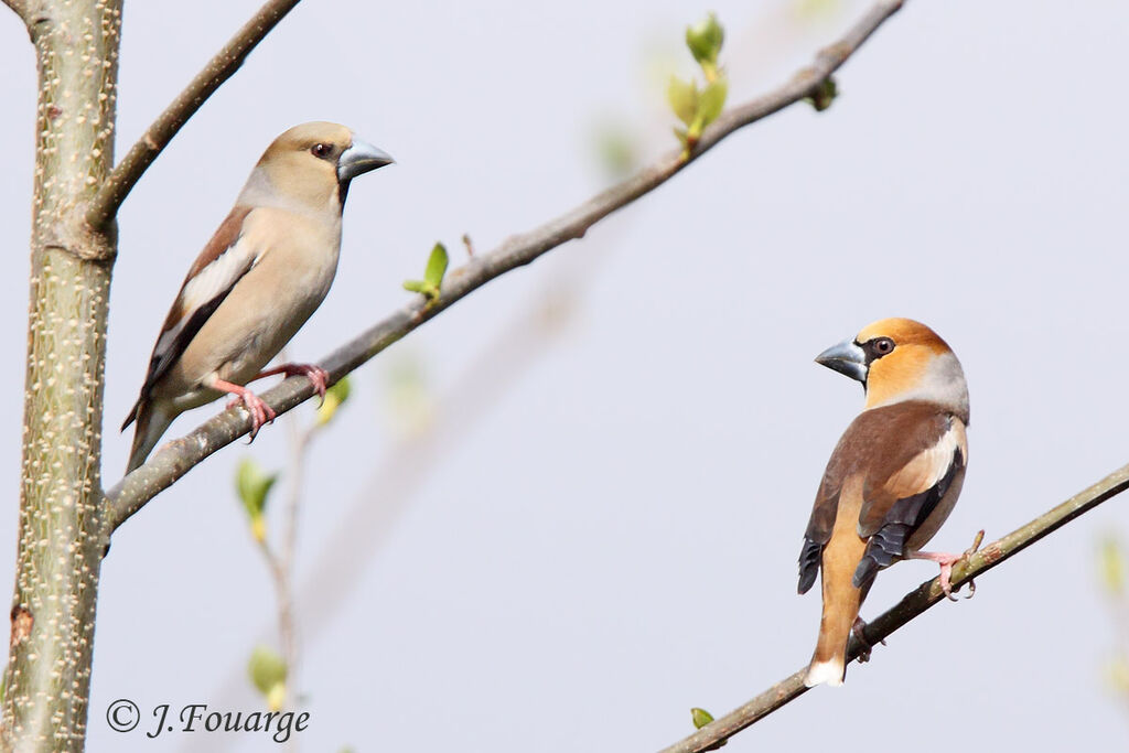 Hawfinch adult