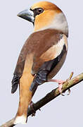 Hawfinch