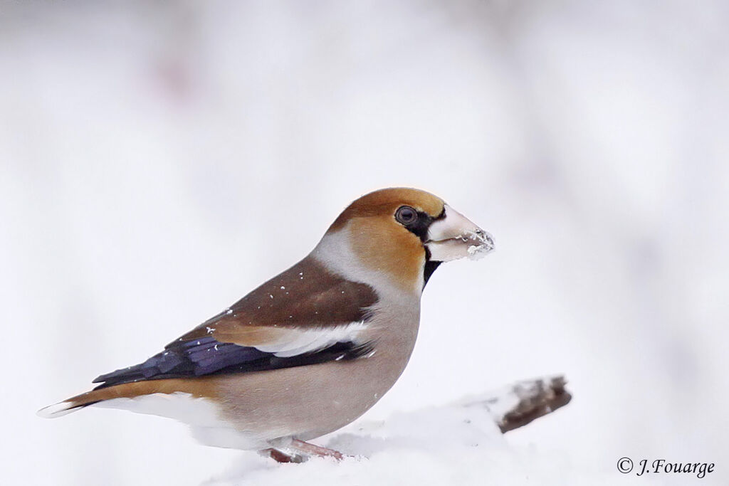 Grosbec casse-noyaux mâle, identification