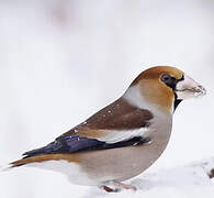 Hawfinch