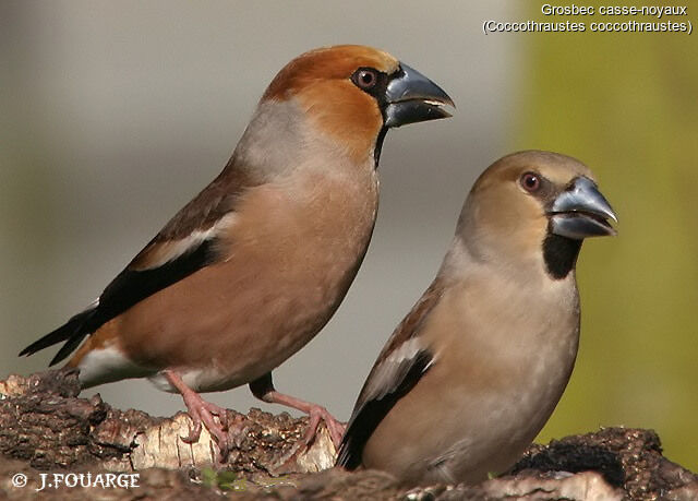 Hawfinch