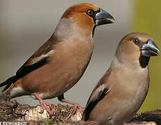 Hawfinch