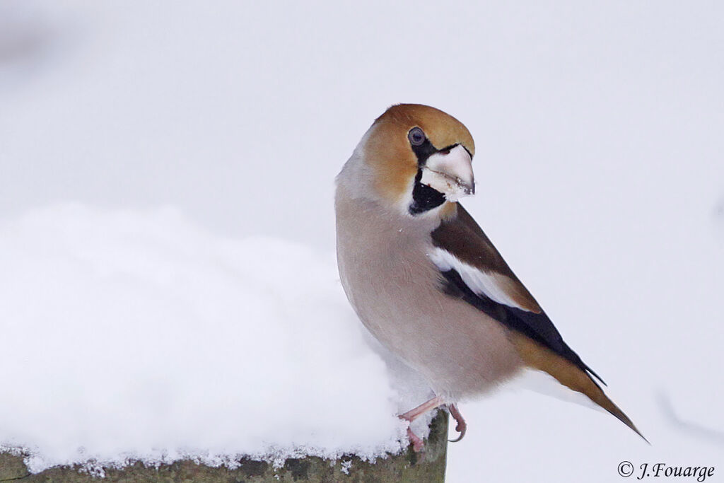 Hawfinch male, identification