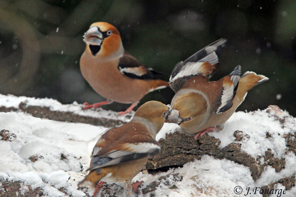 Grosbec casse-noyauxadulte, identification, Comportement