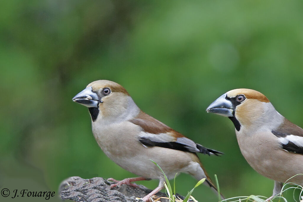 Grosbec casse-noyauxadulte, identification, régime