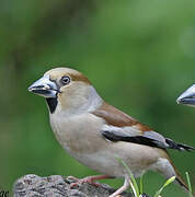 Hawfinch