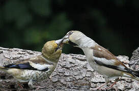 Hawfinch