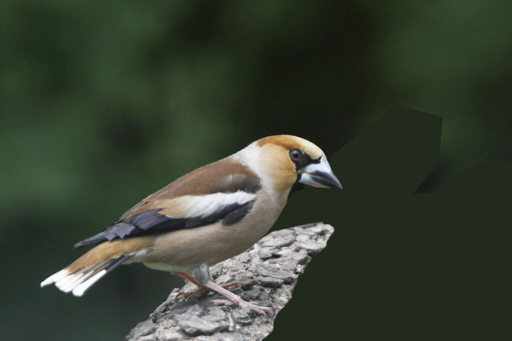 Hawfinch