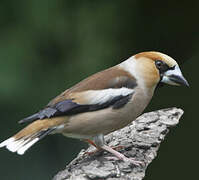 Hawfinch