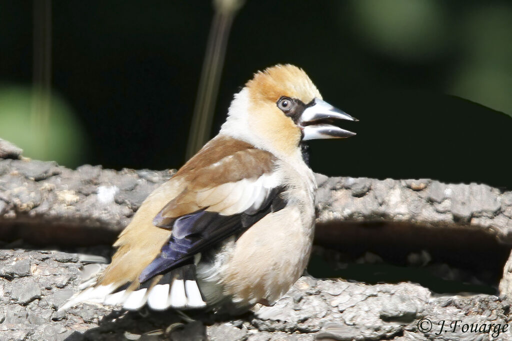 Grosbec casse-noyaux femelle, identification, Comportement