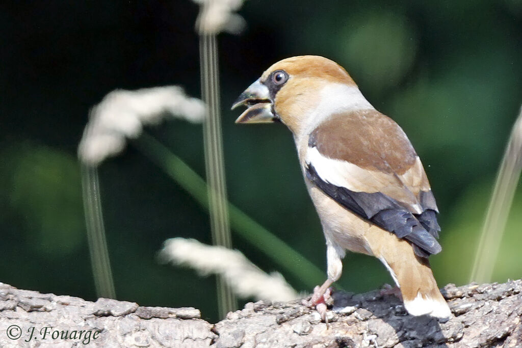 Hawfinch female adult, identification